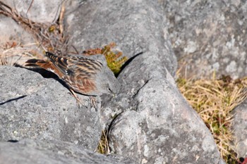 Alpine Accentor 編笠山 Sat, 10/29/2022