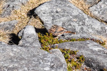 Alpine Accentor 編笠山 Sat, 10/29/2022