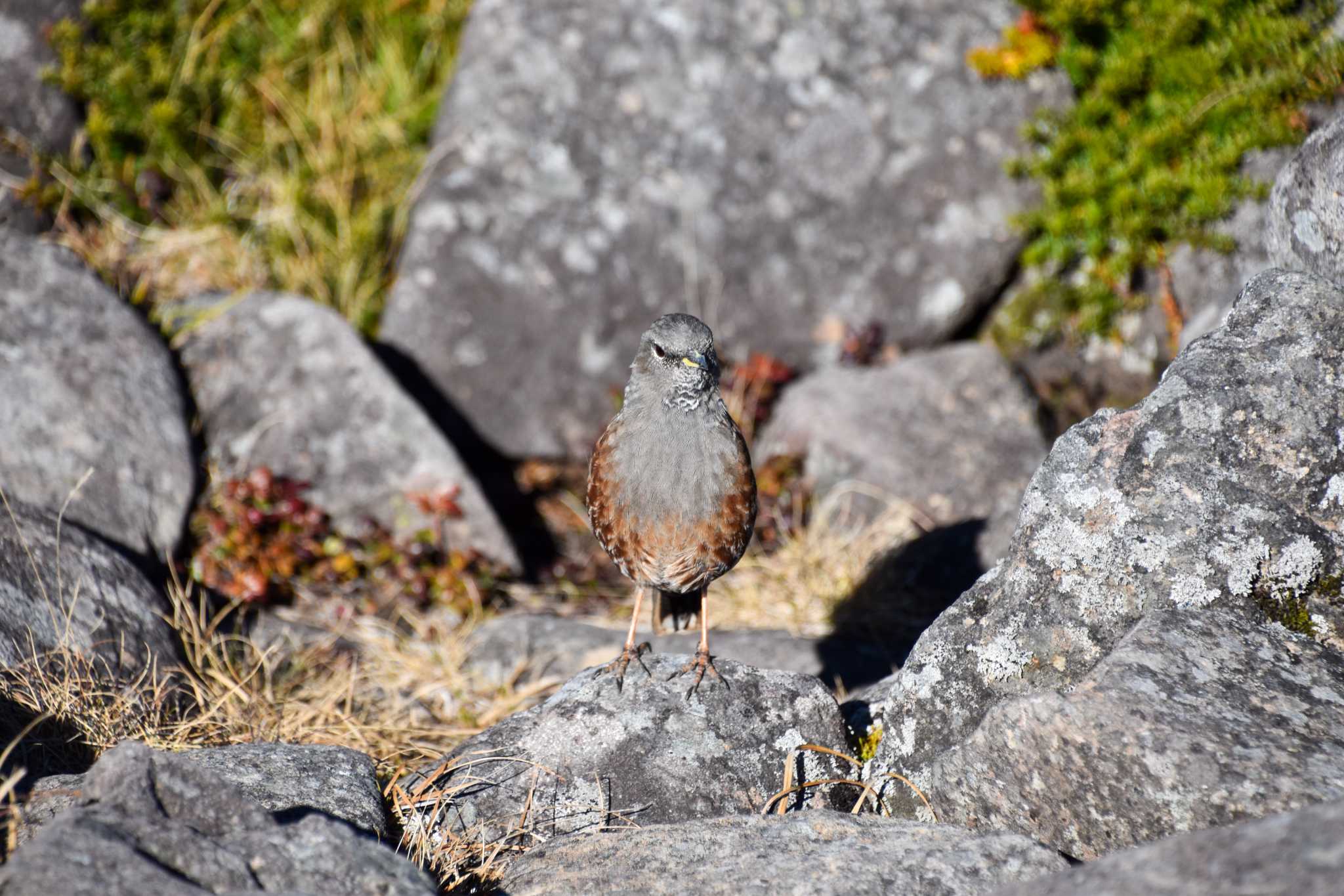 Photo of Alpine Accentor at 編笠山 by Mr.Quiet