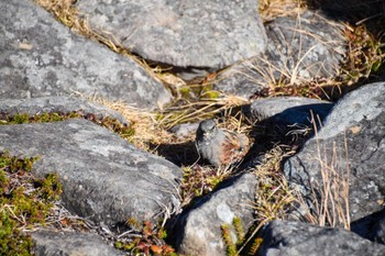 Alpine Accentor 編笠山 Sat, 10/29/2022