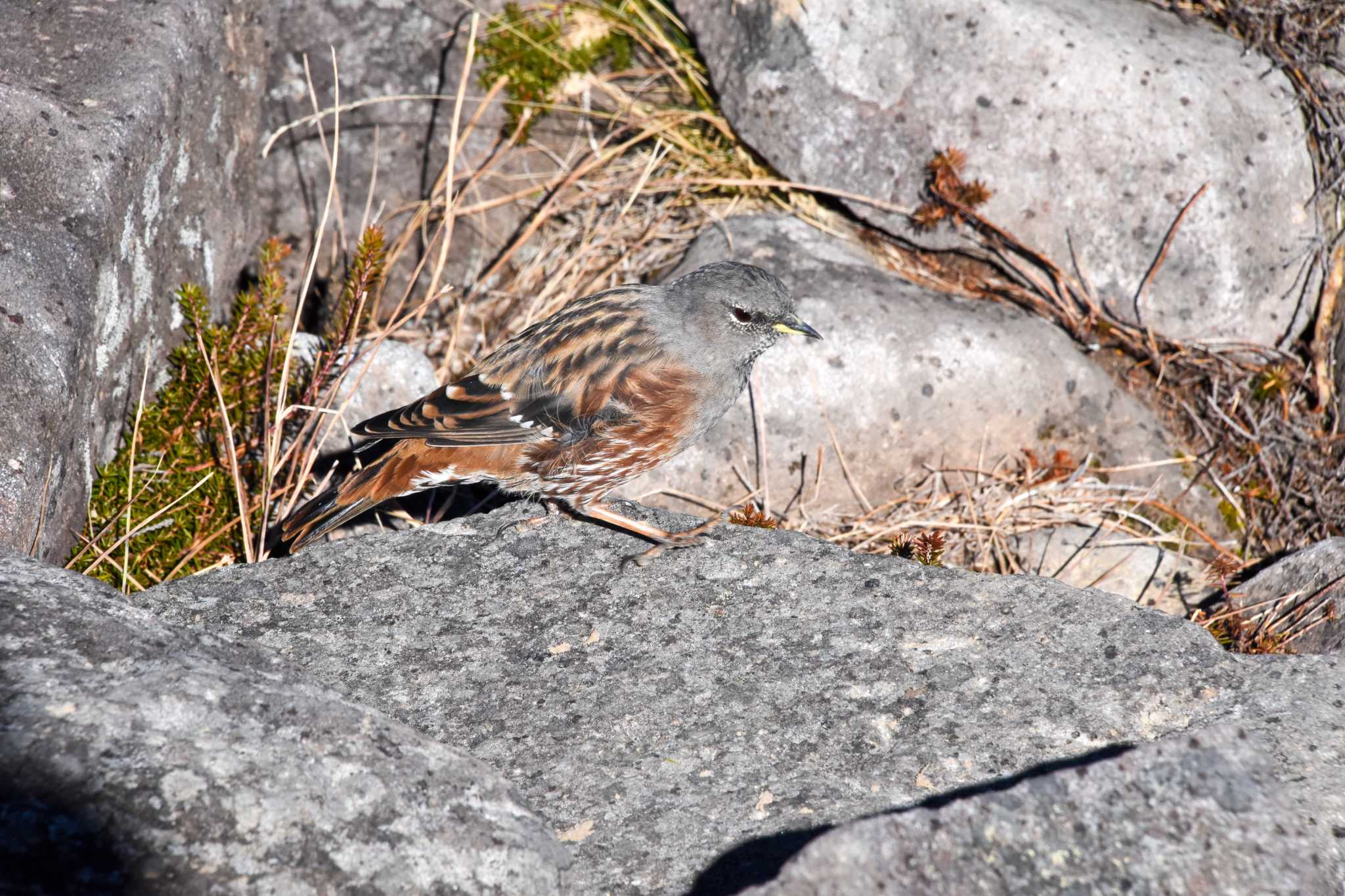 Photo of Alpine Accentor at 編笠山 by Mr.Quiet