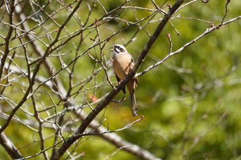 Meadow Bunting Kobe Forest Botanic Garden Mon, 10/31/2022