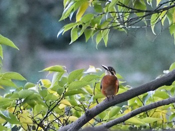 カワセミ 井の頭公園 2022年10月31日(月)