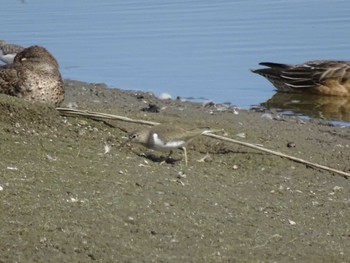 2022年10月30日(日) 伊佐沼の野鳥観察記録