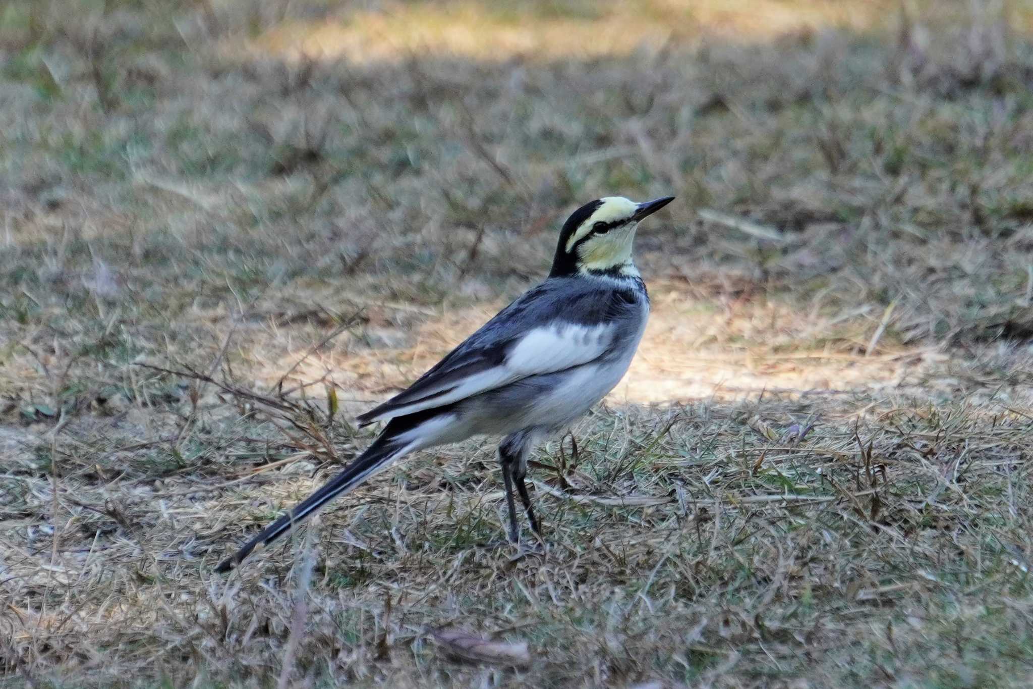 Photo of White Wagtail at Kobe Forest Botanic Garden by jasmine