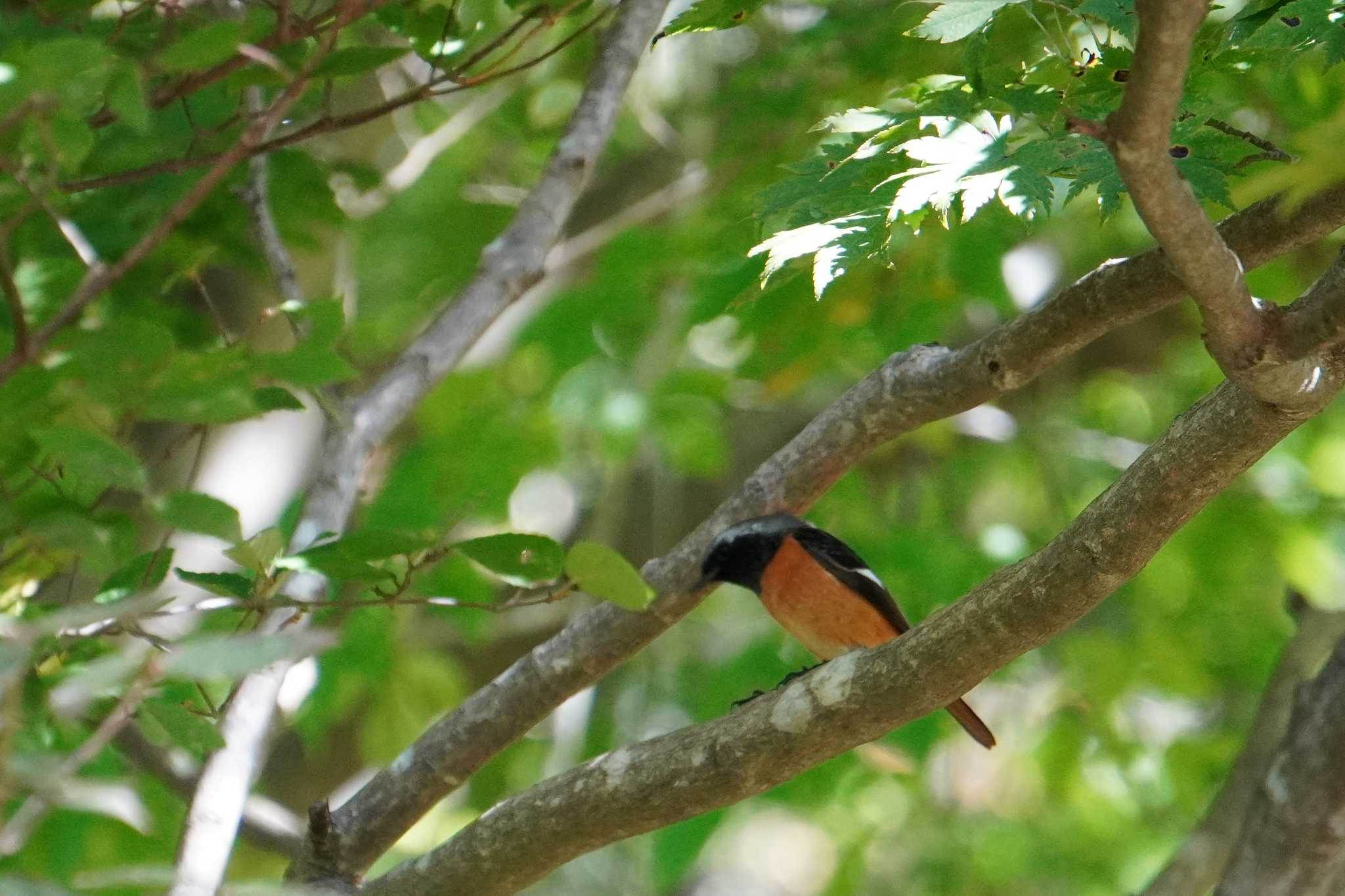 Photo of Daurian Redstart at Kobe Forest Botanic Garden by jasmine