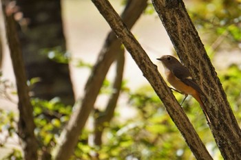 Daurian Redstart Kobe Forest Botanic Garden Mon, 10/31/2022