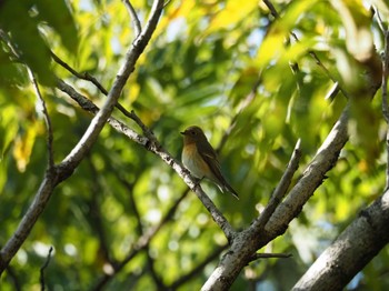 Mugimaki Flycatcher 紀の川市 Sat, 10/29/2022