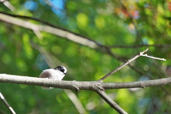 Long-tailed Tit 神戸市 Mon, 10/31/2022