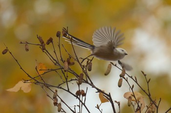 Long-tailed tit(japonicus) 札幌 Sun, 10/30/2022