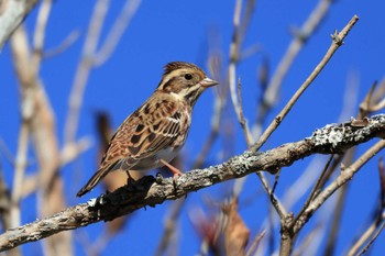 Rustic Bunting 十里木高原 Mon, 10/31/2022