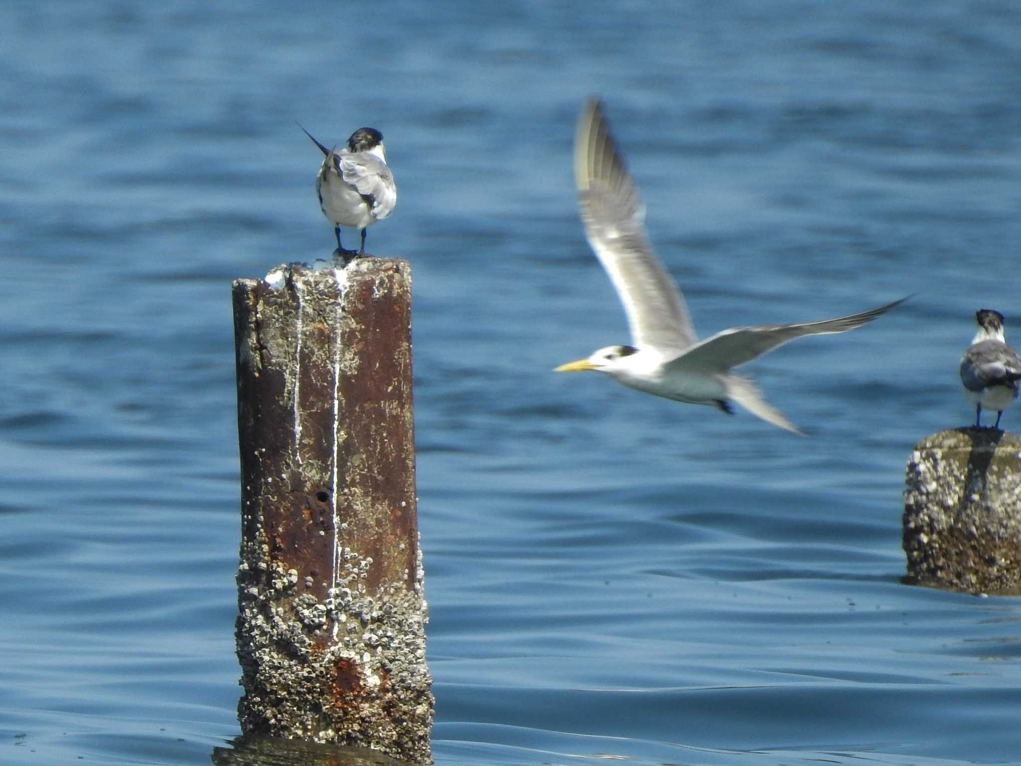 Photo of Greater Crested Tern at 愛知県田原市 by どらお