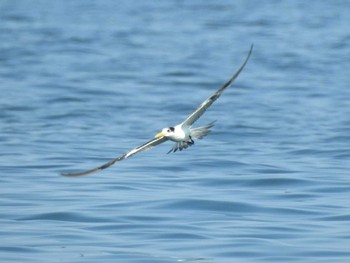 Greater Crested Tern 愛知県田原市 Sun, 10/2/2022