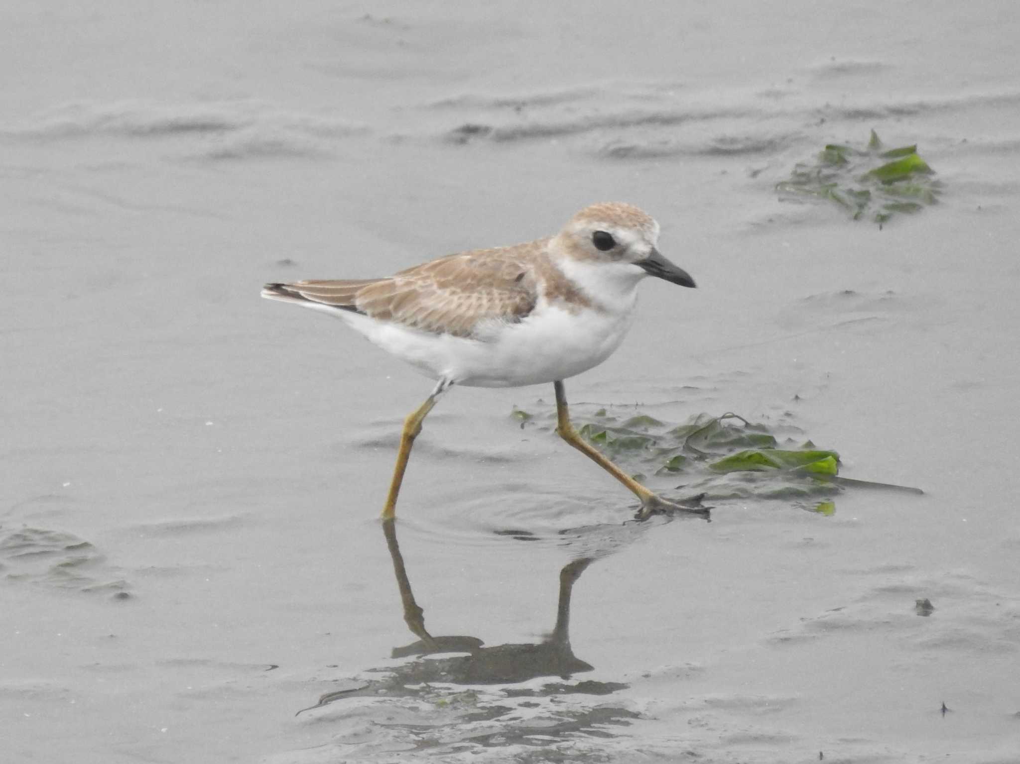 Photo of Greater Sand Plover at 愛知県西尾市 by どらお