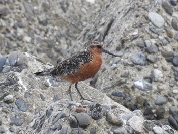 Red Knot 愛知県西尾市 Unknown Date