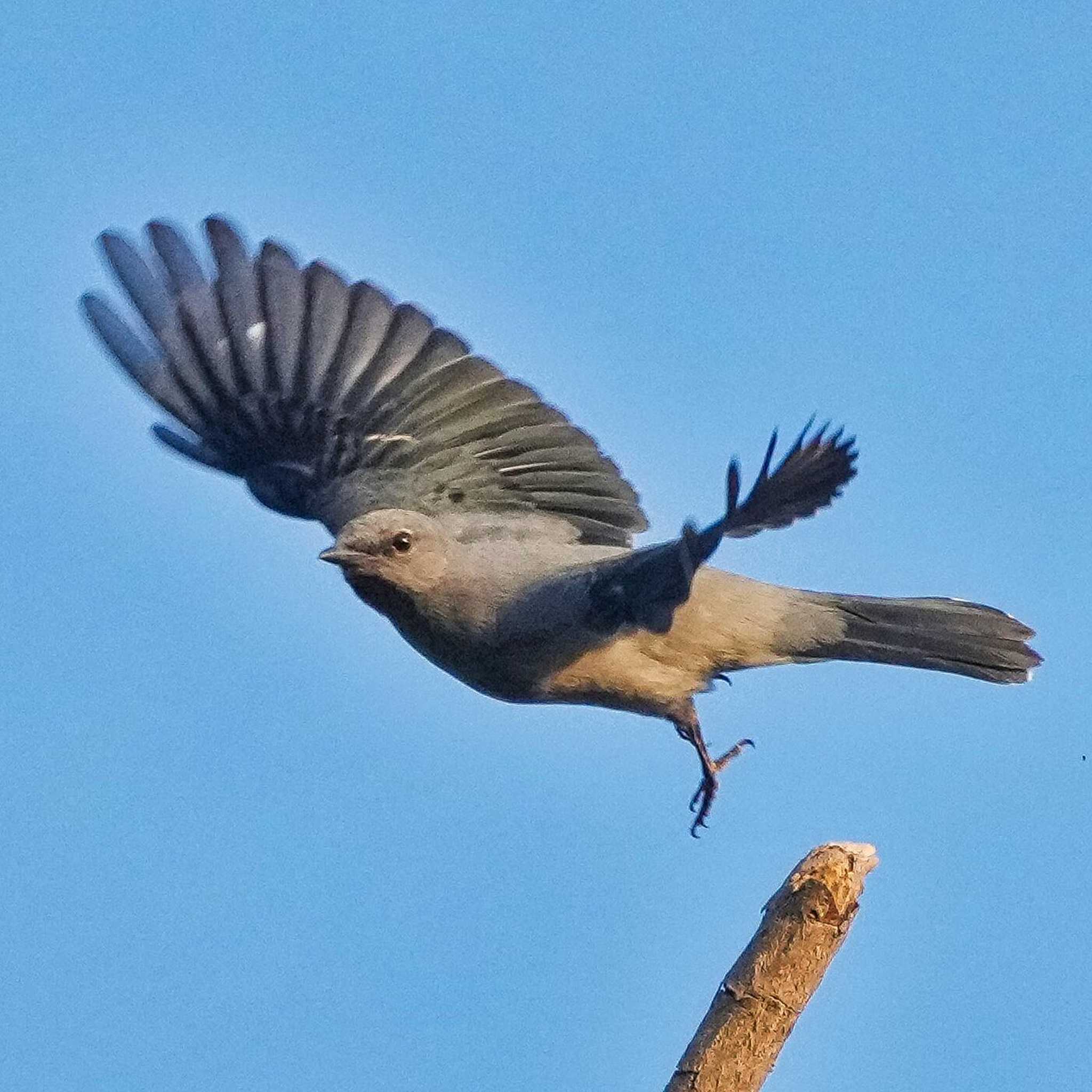 アサクラサンショウクイ