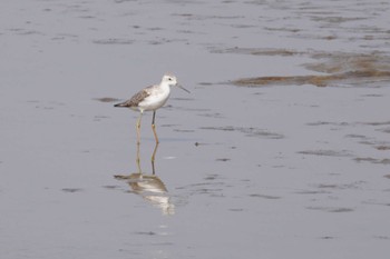 Marsh Sandpiper いしかり調整池(石狩調整池) Fri, 9/30/2022