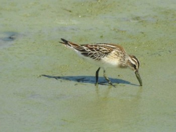 Broad-billed Sandpiper 愛知県西尾市 Unknown Date