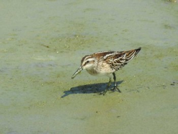 Broad-billed Sandpiper 愛知県西尾市 Unknown Date