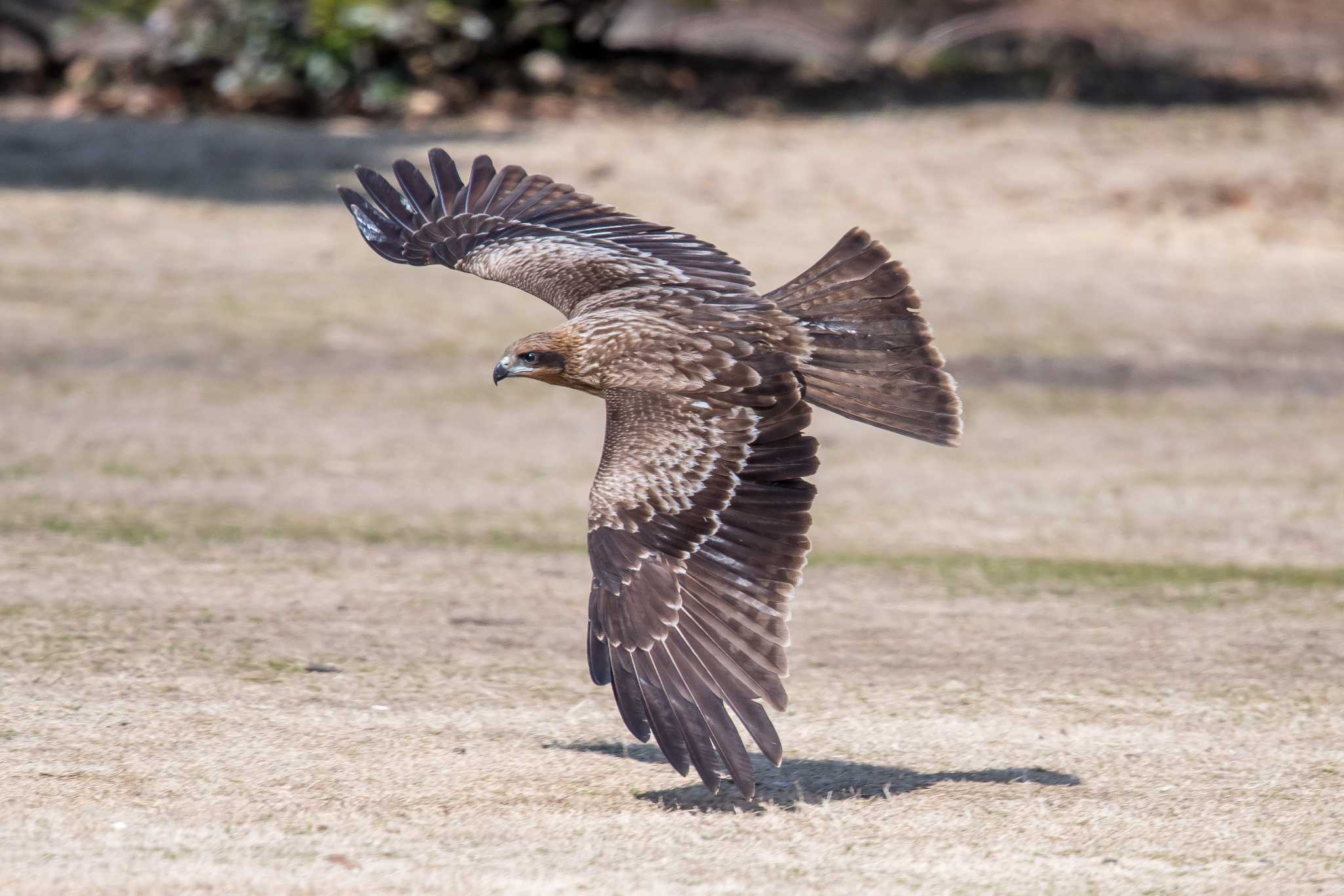 Photo of Black Kite at Akashi Park by ときのたまお