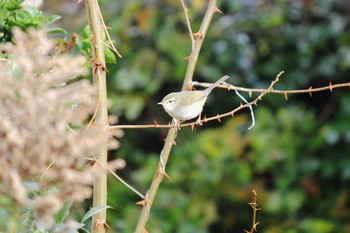 Japanese Bush Warbler 佐賀県唐津市 Fri, 1/2/2015