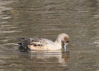 Sat, 10/29/2022 Birding report at Togakushi Forest Botanical Garden