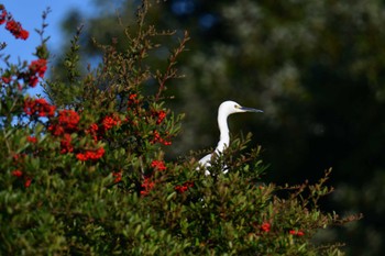 2022年10月28日(金) 清瀬金山調節池の野鳥観察記録