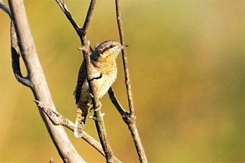 アリスイ 芝川第一調整池 2022年10月30日(日)