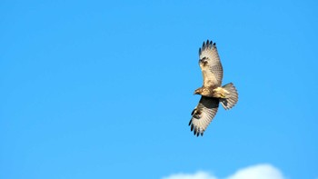 ノスリ 東京港野鳥公園 2022年10月29日(土)