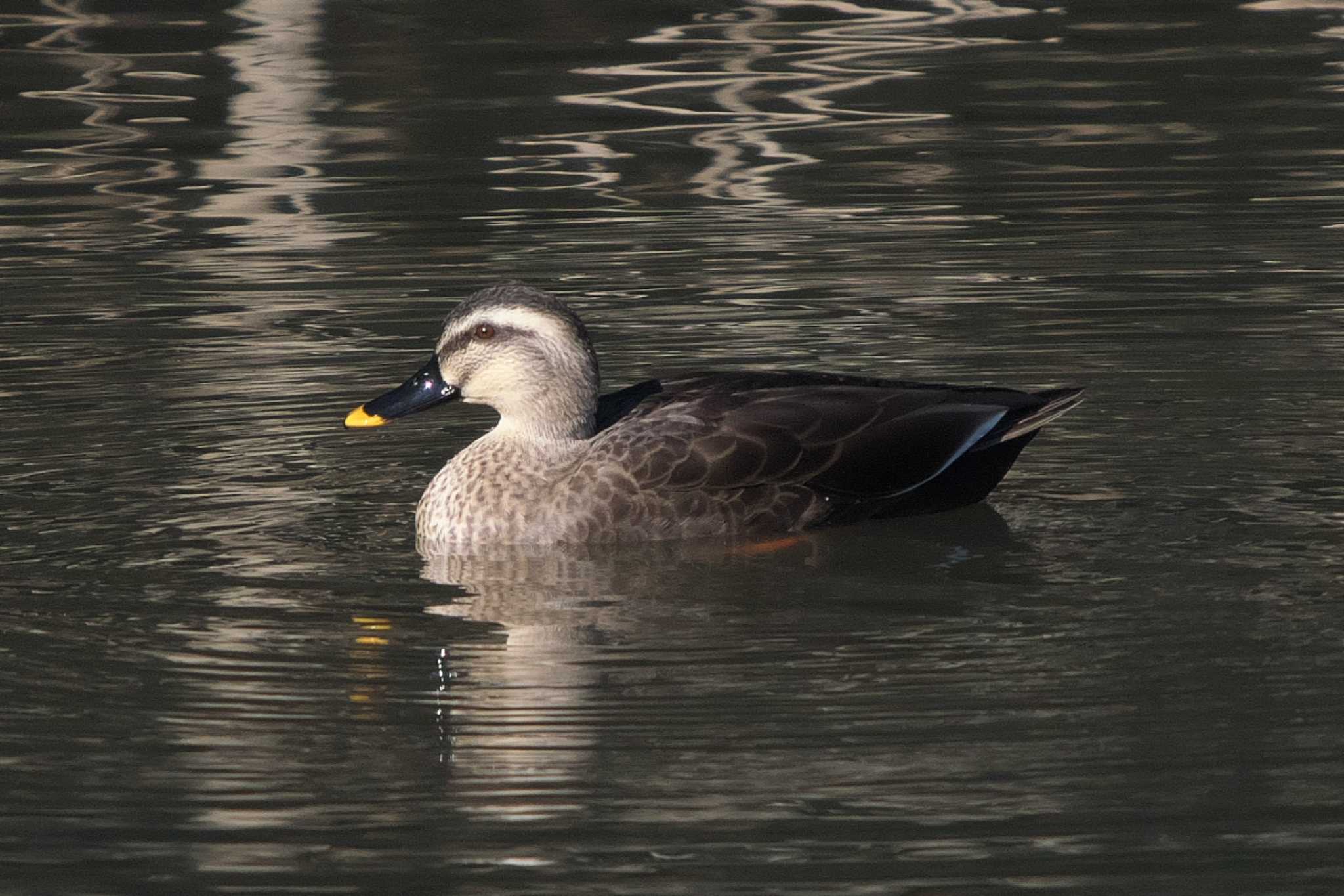 Eastern Spot-billed Duck