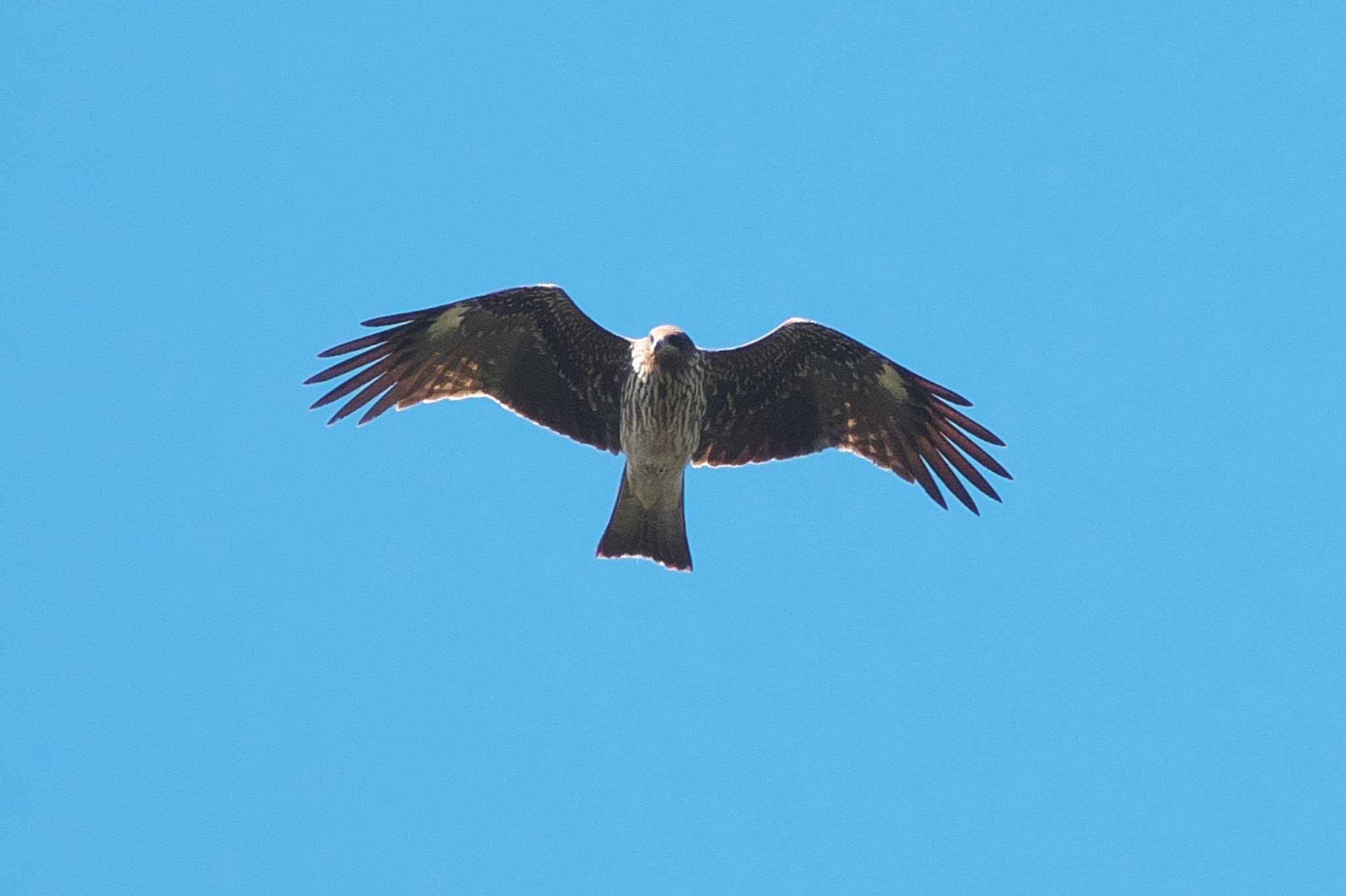 Black Kite