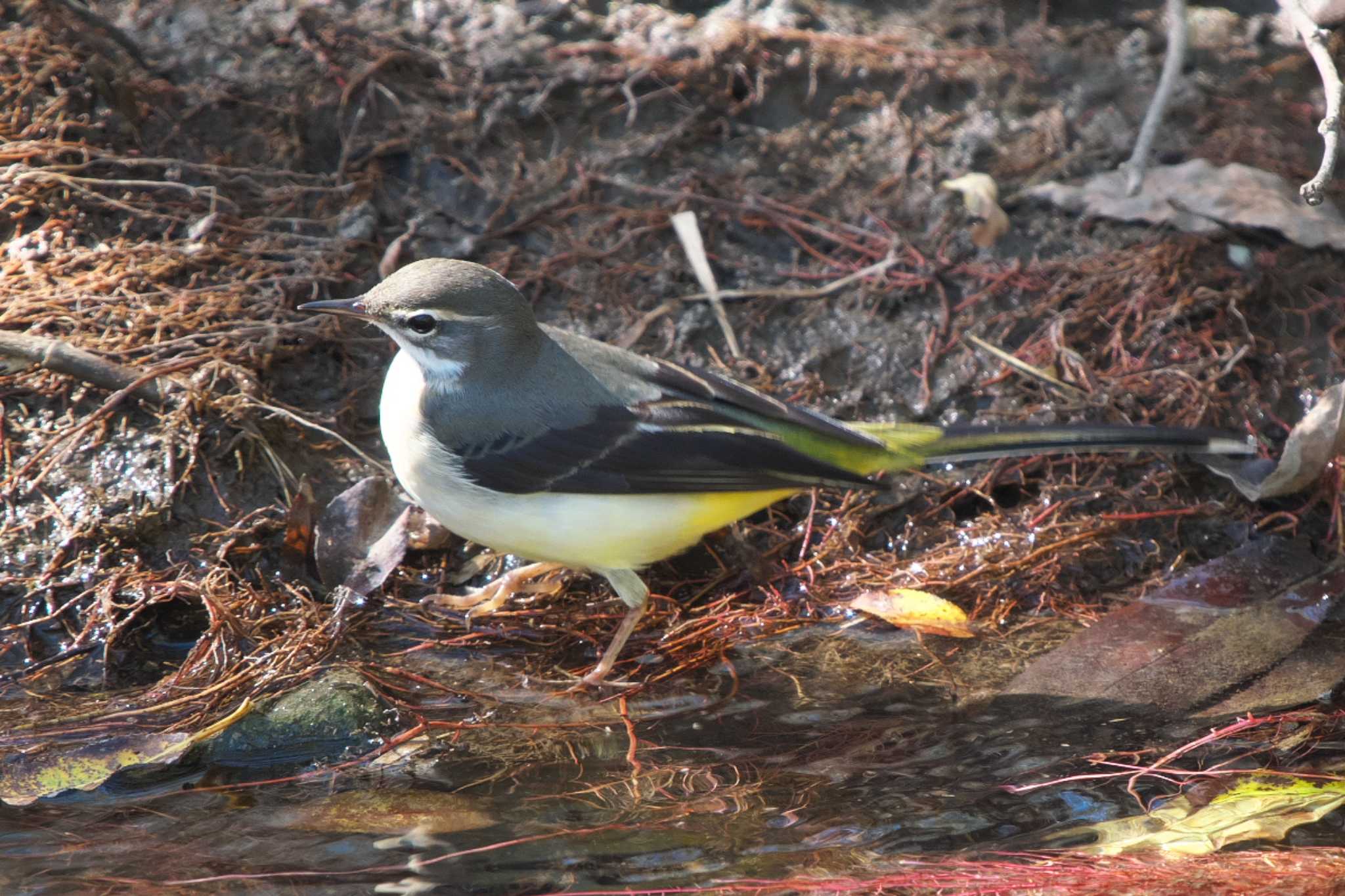 Grey Wagtail