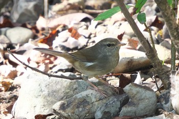 Mon, 10/31/2022 Birding report at 沢山池(神奈川県横須賀市)