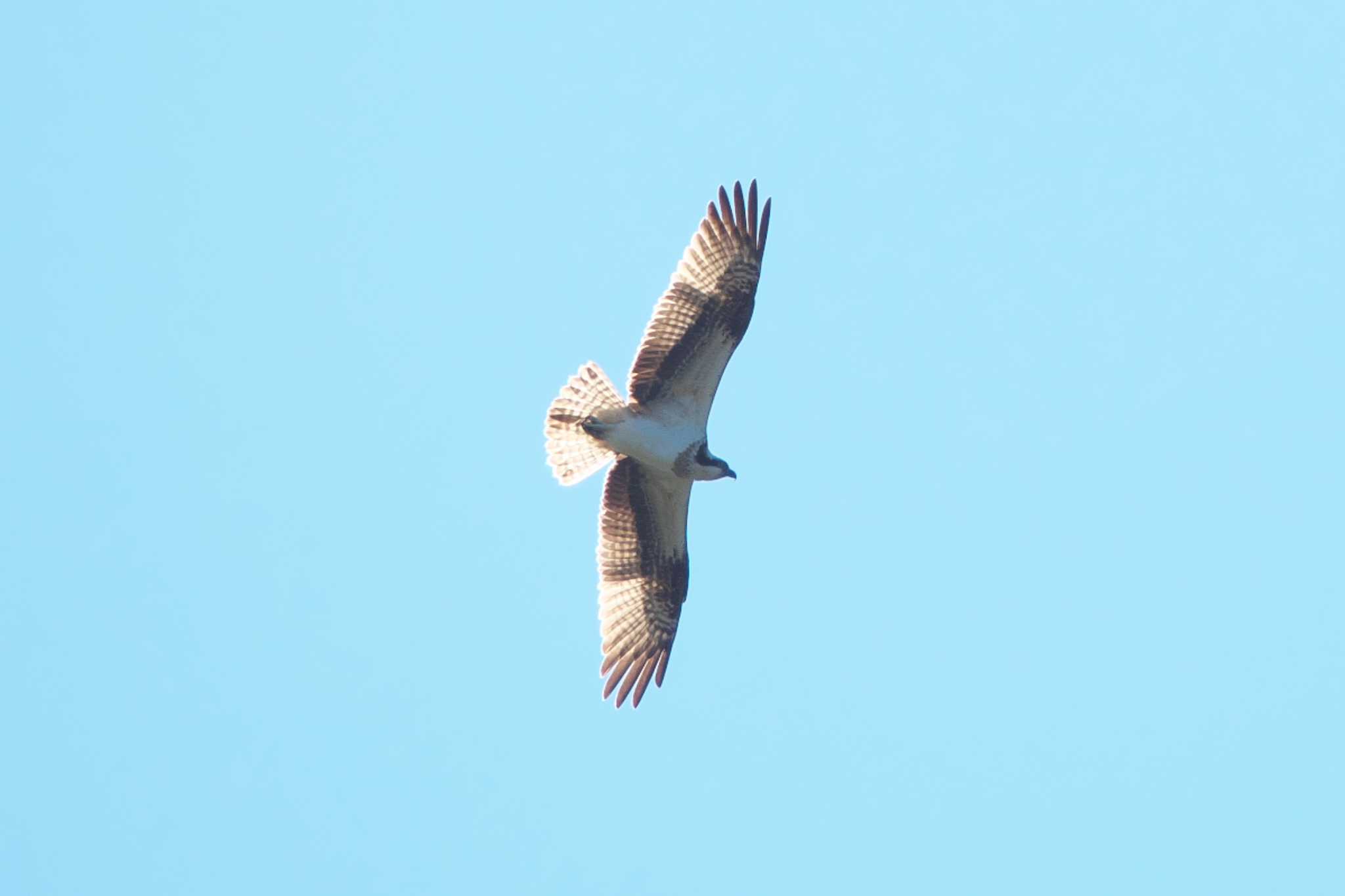 Osprey