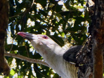 Channel-billed Cuckoo H V Evatt Memorial Park, Lugarno, NSW, Australia Sat, 10/29/2022