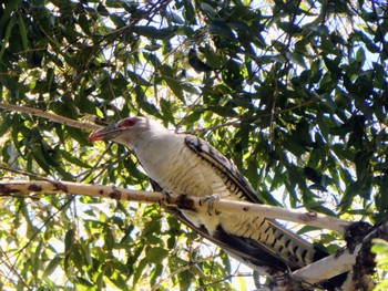 Channel-billed Cuckoo H V Evatt Memorial Park, Lugarno, NSW, Australia Sat, 10/29/2022