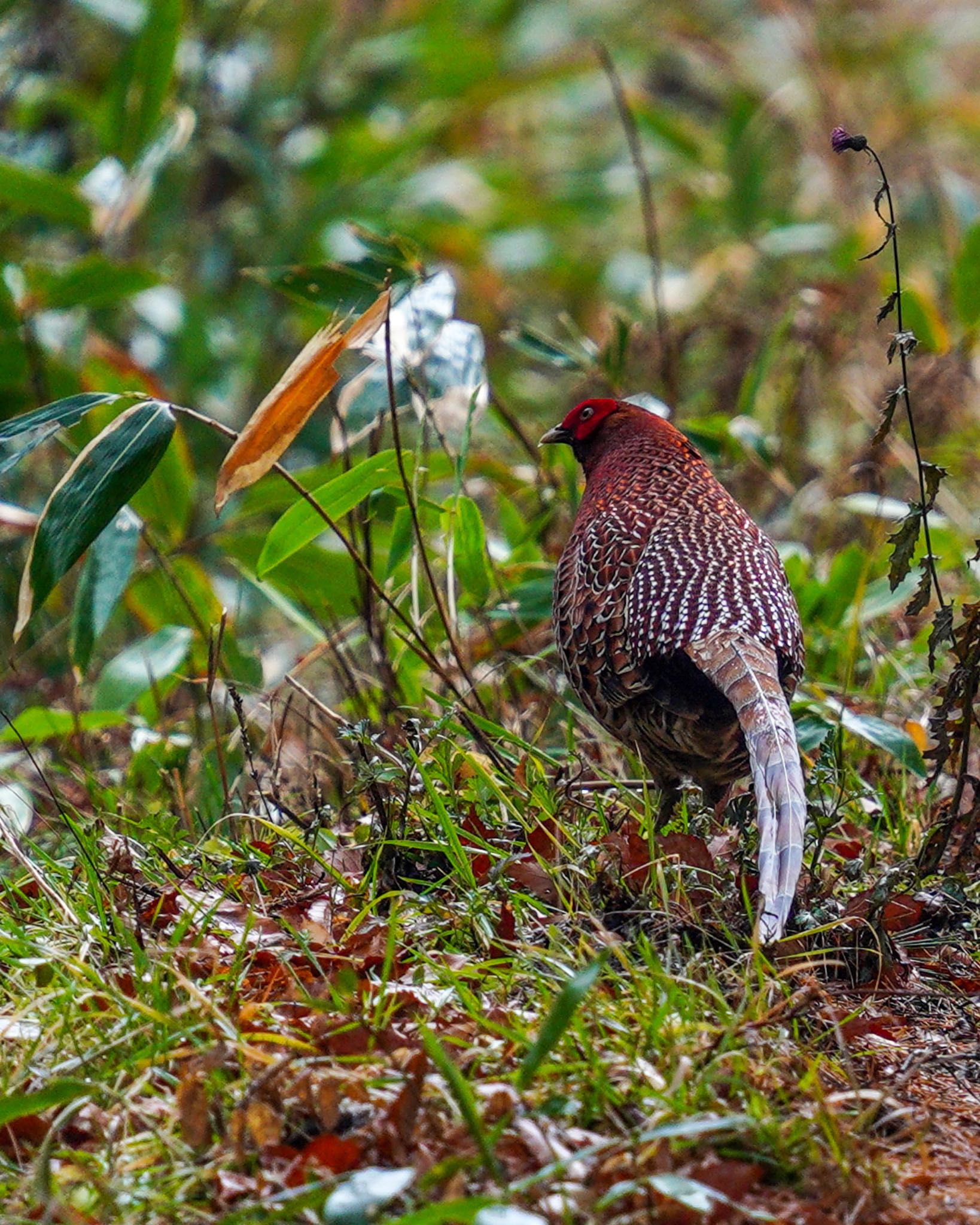  ヤマドリの写真 by wildbirder_