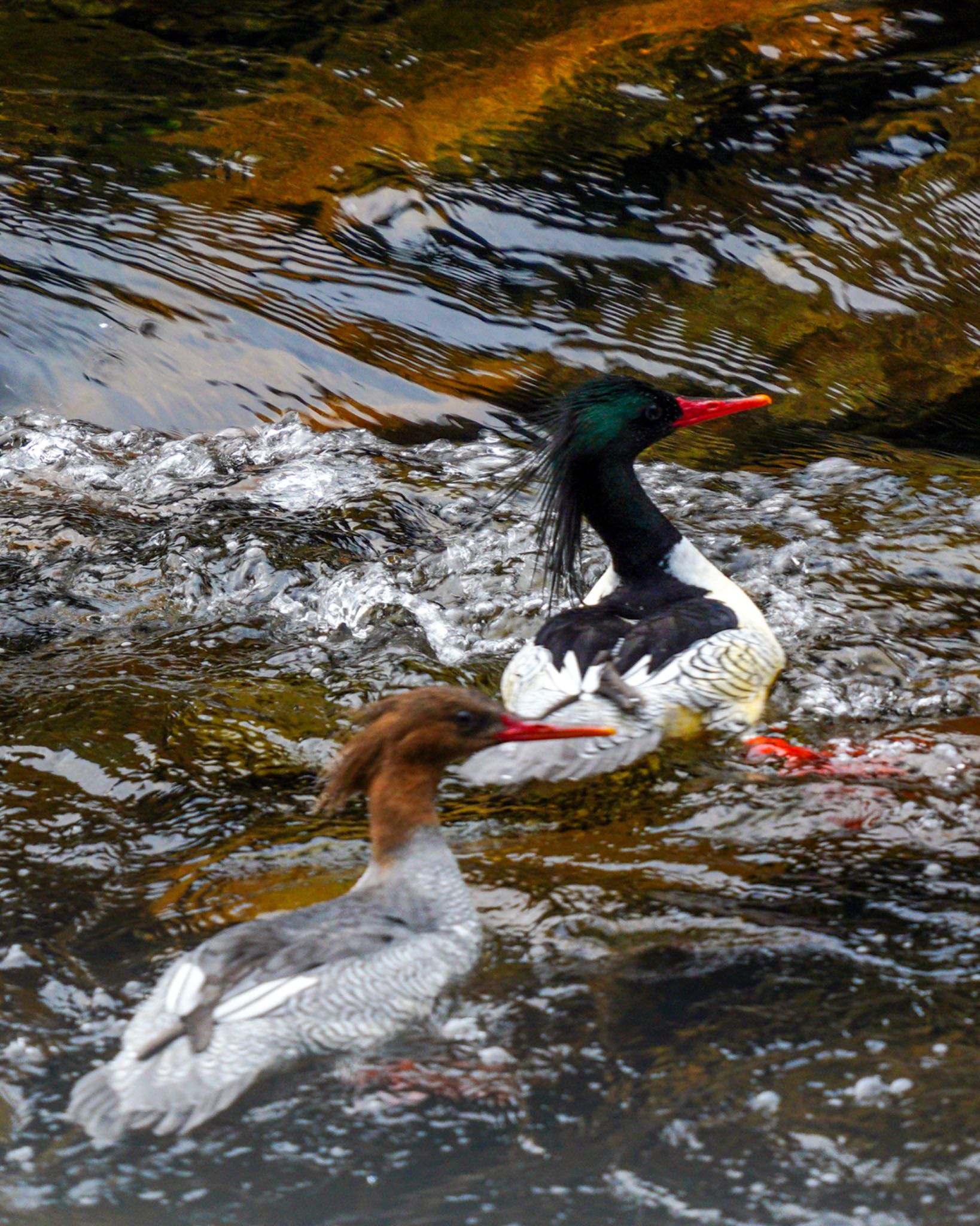  コウライアイサの写真 by wildbirder_