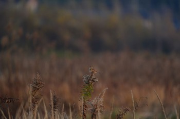 コホオアカ 場所が不明 2021年12月24日(金)