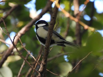 Japanese Tit 川越水上公園 Sun, 10/30/2022