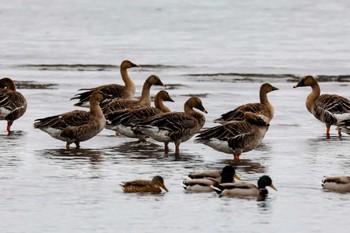 オオヒシクイ 湖北野鳥センター 2022年10月31日(月)