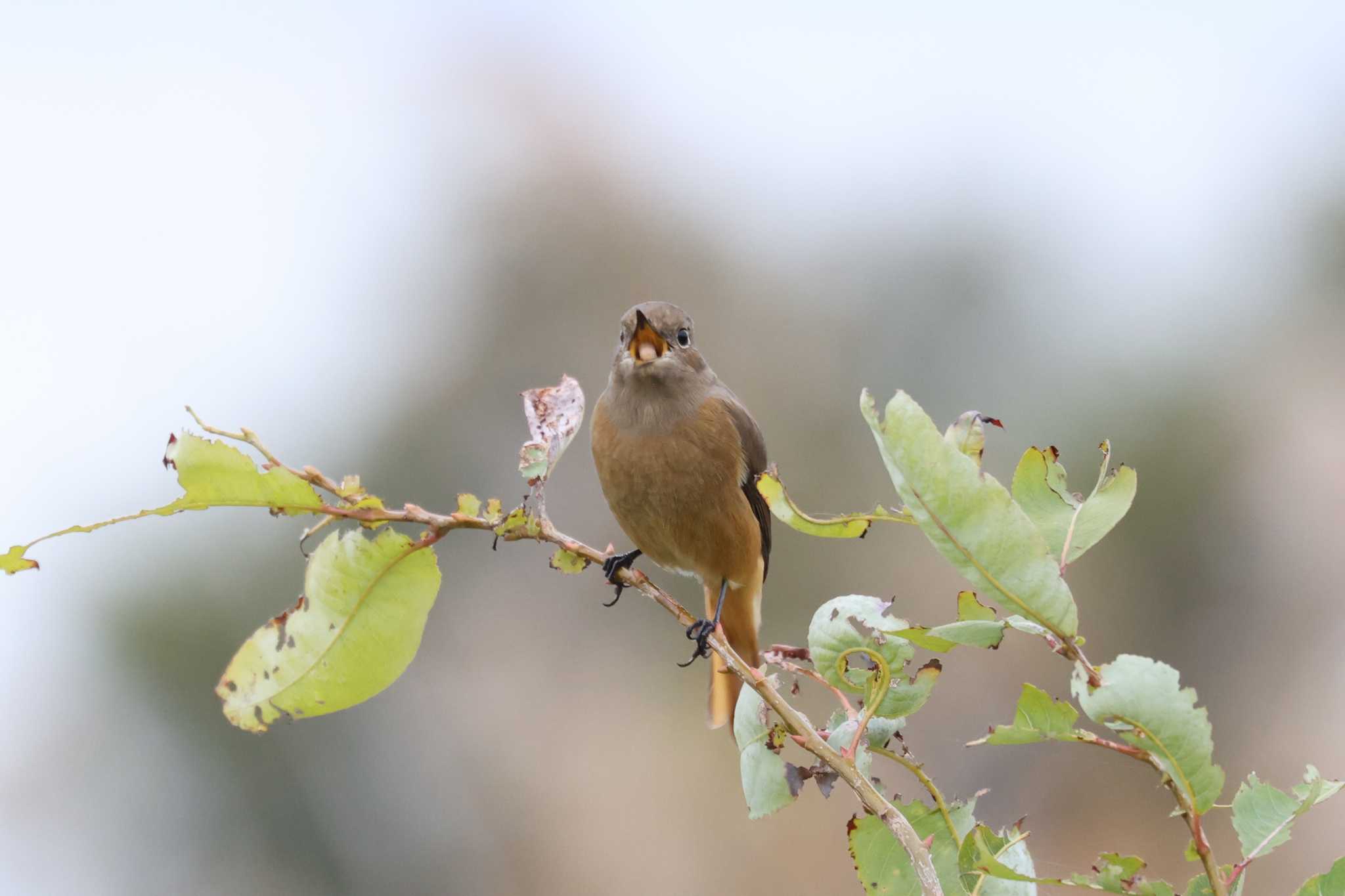 湖北野鳥センター ジョウビタキの写真 by トビトチヌ