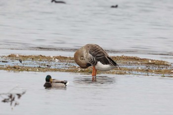 オオヒシクイ 湖北野鳥センター 2022年10月31日(月)