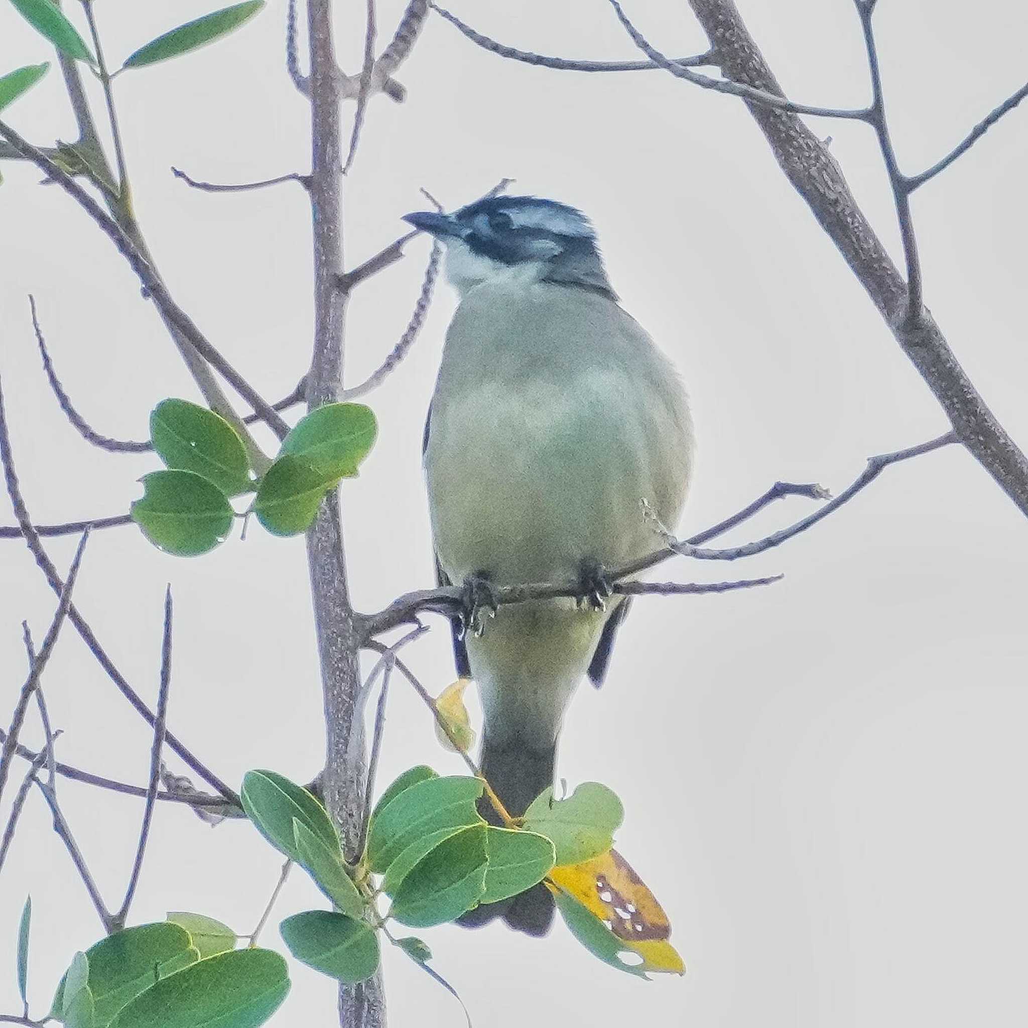 Photo of Light-vented Bulbul at 九龍公園 by span265