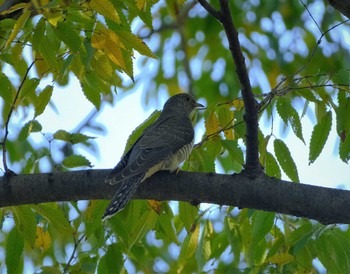 Oriental Cuckoo 東京都立桜ヶ丘公園(聖蹟桜ヶ丘) Sat, 10/29/2022