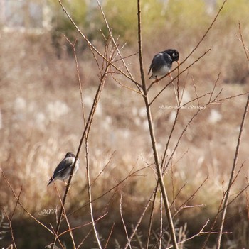 ムクドリ 場所が不明 2018年2月19日(月)