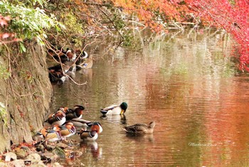 Mandarin Duck Unknown Spots Unknown Date