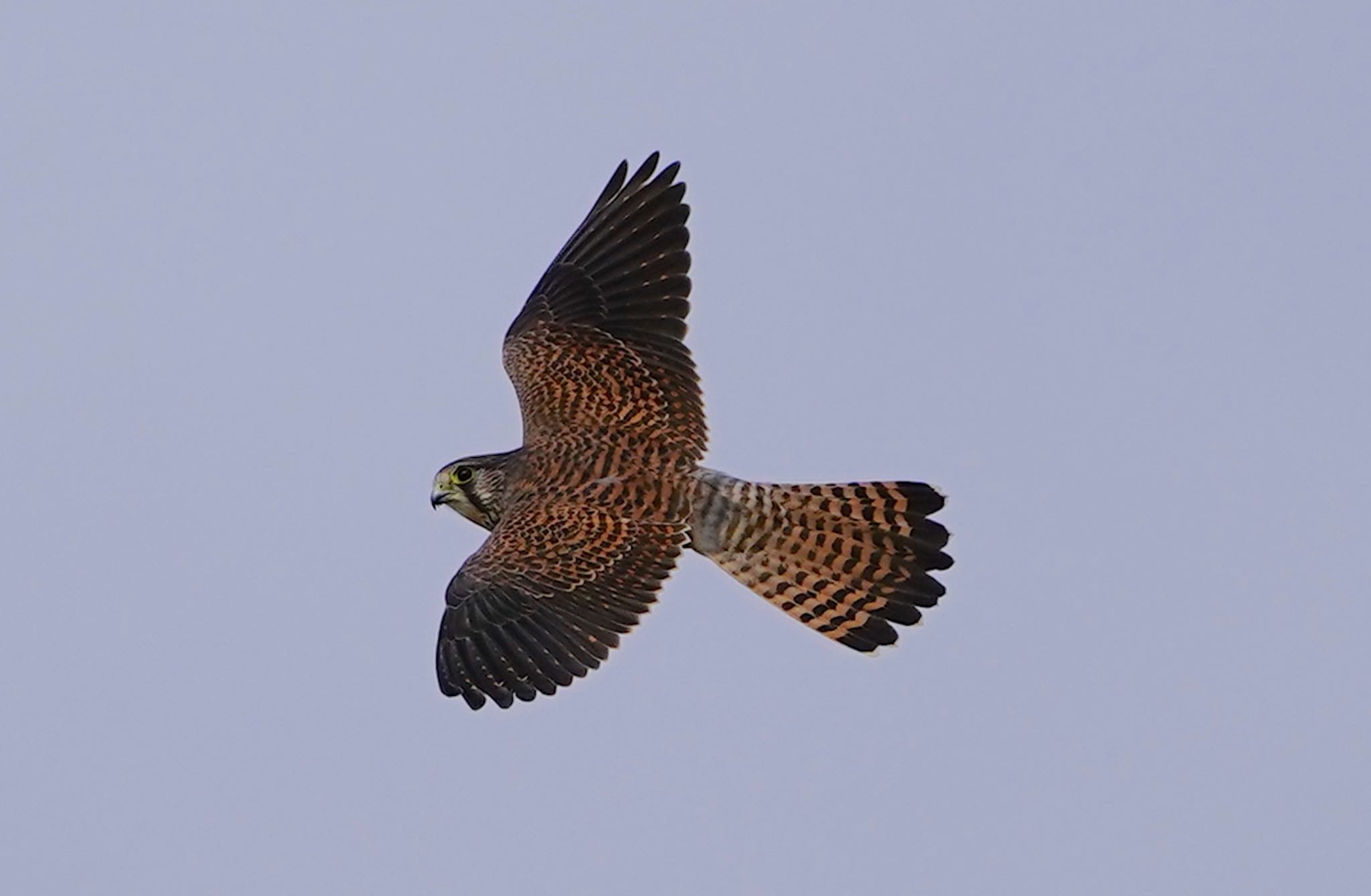 Photo of Common Kestrel at 恩智川治水緑地 by アルキュオン