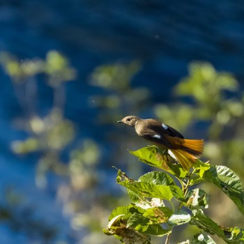 Daurian Redstart 恩田川 Mon, 10/31/2022