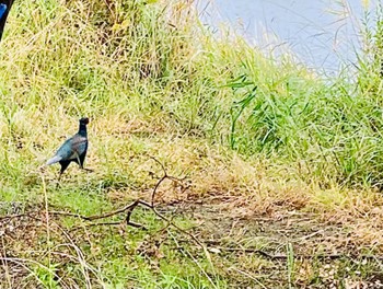 Tue, 11/1/2022 Birding report at 淀川河川公園